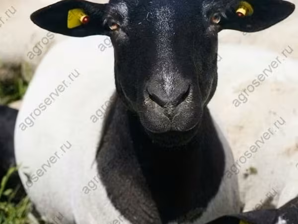 Berbec, Dorper sheep