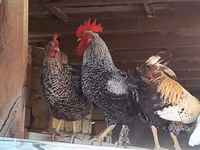 Chickens — fotografija 2
