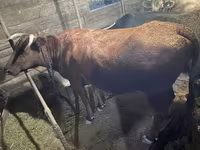 Αγελάδα, Swiss cattle — φωτογραφία 1