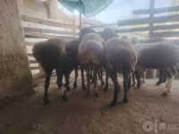 Ovce, Arashan sheep — foto 3