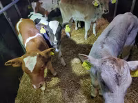 Bull, Simmental cattle — photo 1