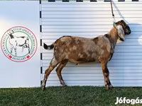 Buk, Nubian Goat — foto 2