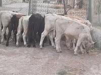 Bovine (lot, sex nespecificat), Vaca Limousine — foto 5