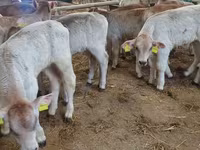 Bovini (lotto, sesso non specificato), Simmental cattle — foto 4