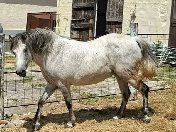 Էգ ձի, Hungarian horse breed