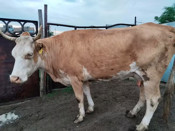 Krowa, Latvian Blue cattle