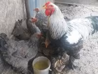 Brahma — foto 1