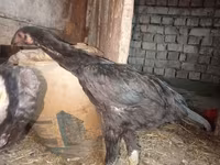 Chickens — foto 5
