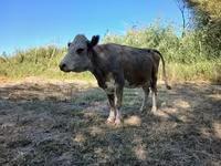 Sigir, Latvian Blue cattle — 3-rasm