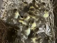 Ducks — عکس 1