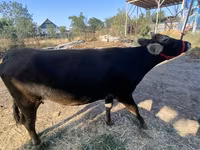 Kuh, Swiss cattle — Foto 1