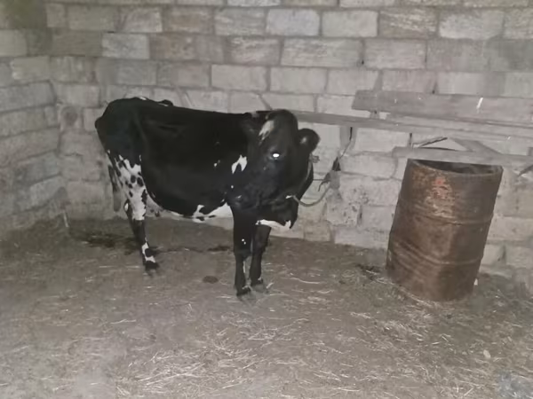 Ko, Aberdeen-Angus
