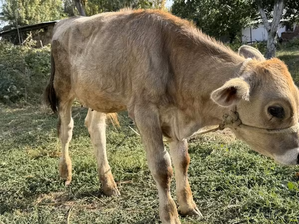 காளை, Swiss cattle