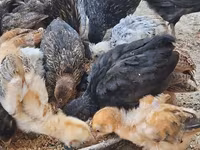 Chickens — foto 4