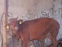 Cow, Cattle — photo 4