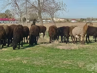 मेढ़ा, Hissar sheep — फ़ोटो 3