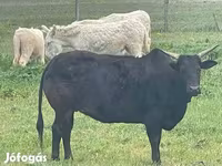 Bydło (partia, płeć nieokreślona), Bydło — zdjęcie 1