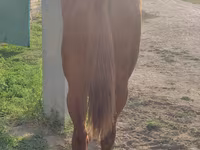 Hengst, Thoroughbred horse — Foto 4