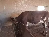 گاو نر, Simmental cattle — عکس 2