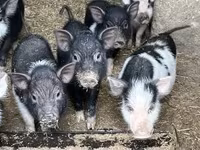 Babi betina, Вьетнамская вислобрюхая — foto 5