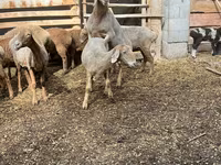በግ, Arashan sheep — ፎቶ 2
