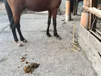 Cavallo, Cavalli — foto 5