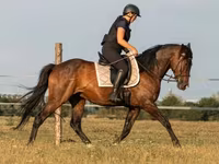 Koń, Hungarian horse breed — zdjęcie 2