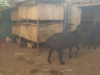 绵羊（批次，未指定性别）, Sheep — 照片 4