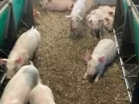 Beer, Varkens — foto 8
