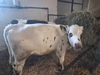 Крава, Russian Black pied cattle — снимка 5