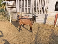 Bak, Alpine goat — 6. fotó