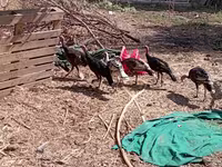 Turkeys — عکس 2