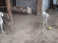 بز ماده, بز — عکس 3