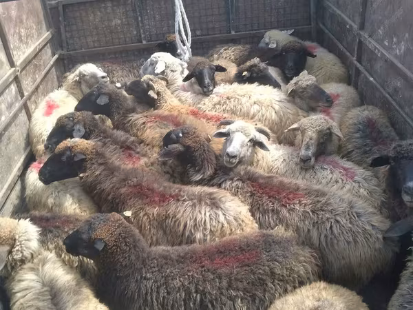 Sheep, Sheep — Moldova