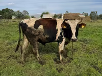Dibi, Aberdeen-Angus — sawirka 4