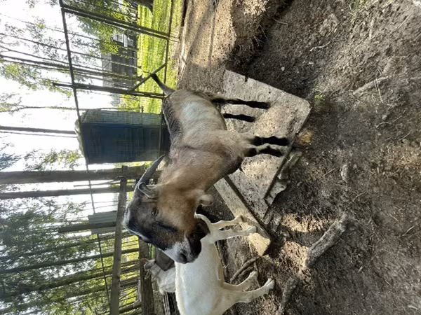 Billy Goat, LaMancha goats — Russia