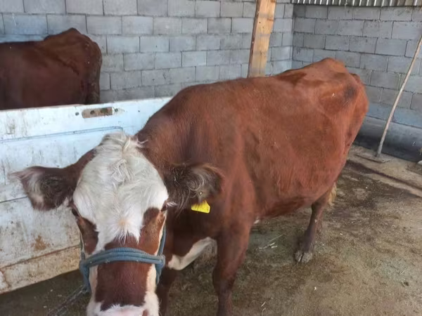 ላም, Latvian Blue cattle