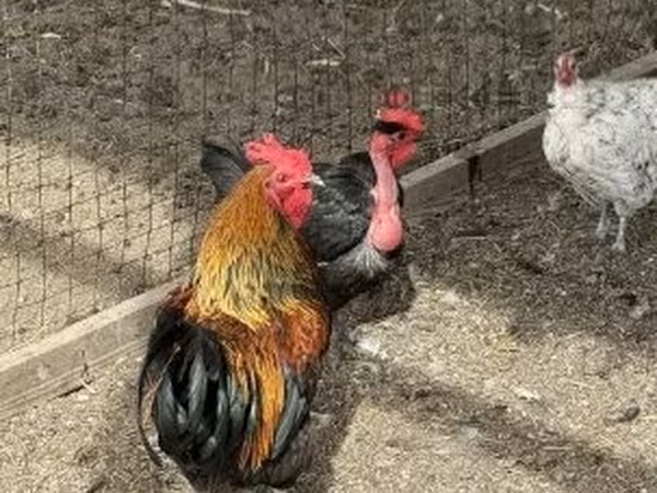 Chickens