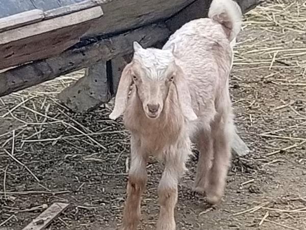 Bode, Damask goat