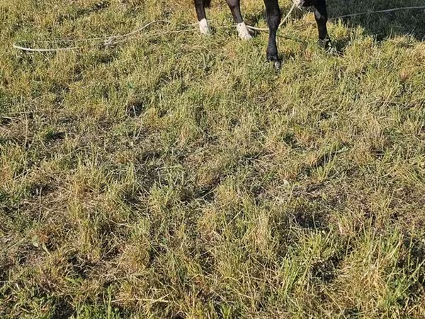 Toro, Raza Holstein