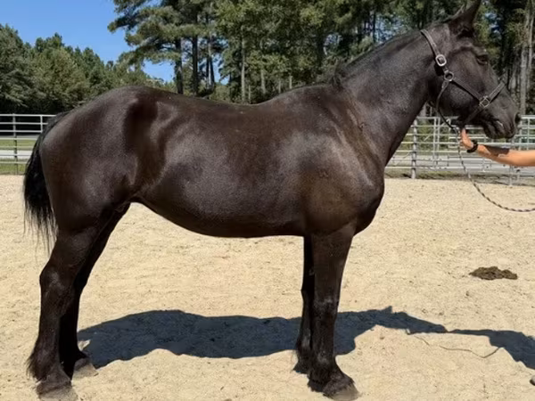 Бие, Percheron