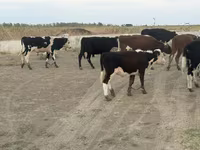 ወንድ በሬ, Kazakh White-headed cow — ፎቶ 5