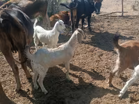 بز ماده, بز — عکس 2