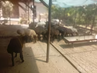 Kambing jantan, Sheep — foto 2