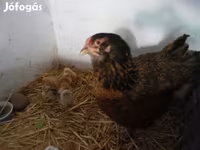 Chickens — foto 1