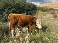 Бик, Simmental cattle — фото 1