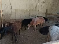 Biri-biri (lot, jantina tidak dinyatakan), Sheep — foto 7