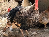 Turkeys — عکس 3
