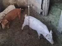 ወንድ አሣማ — ፎቶ 5