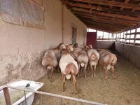 Ovan, Arashan sheep — fotografija 3